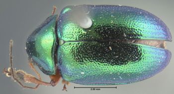 Media type: image; Entomology 17327   Aspect: habitus dorsal view